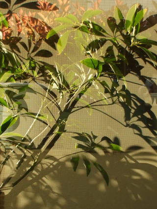 観葉植物